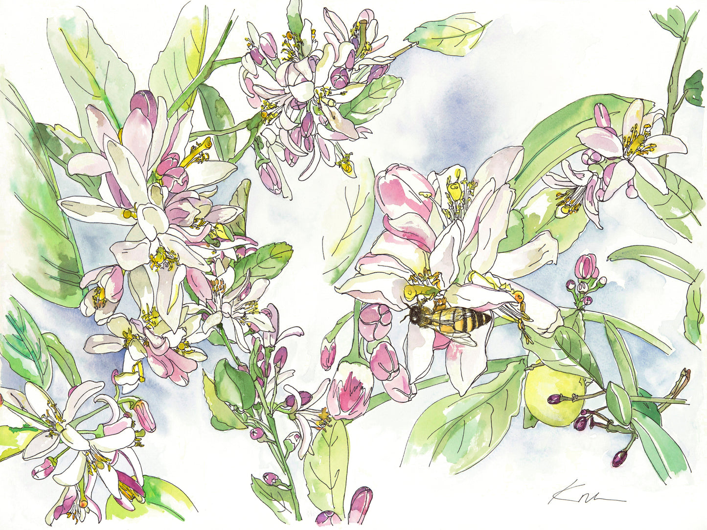 Meyer Lemon Blossom Floral Print