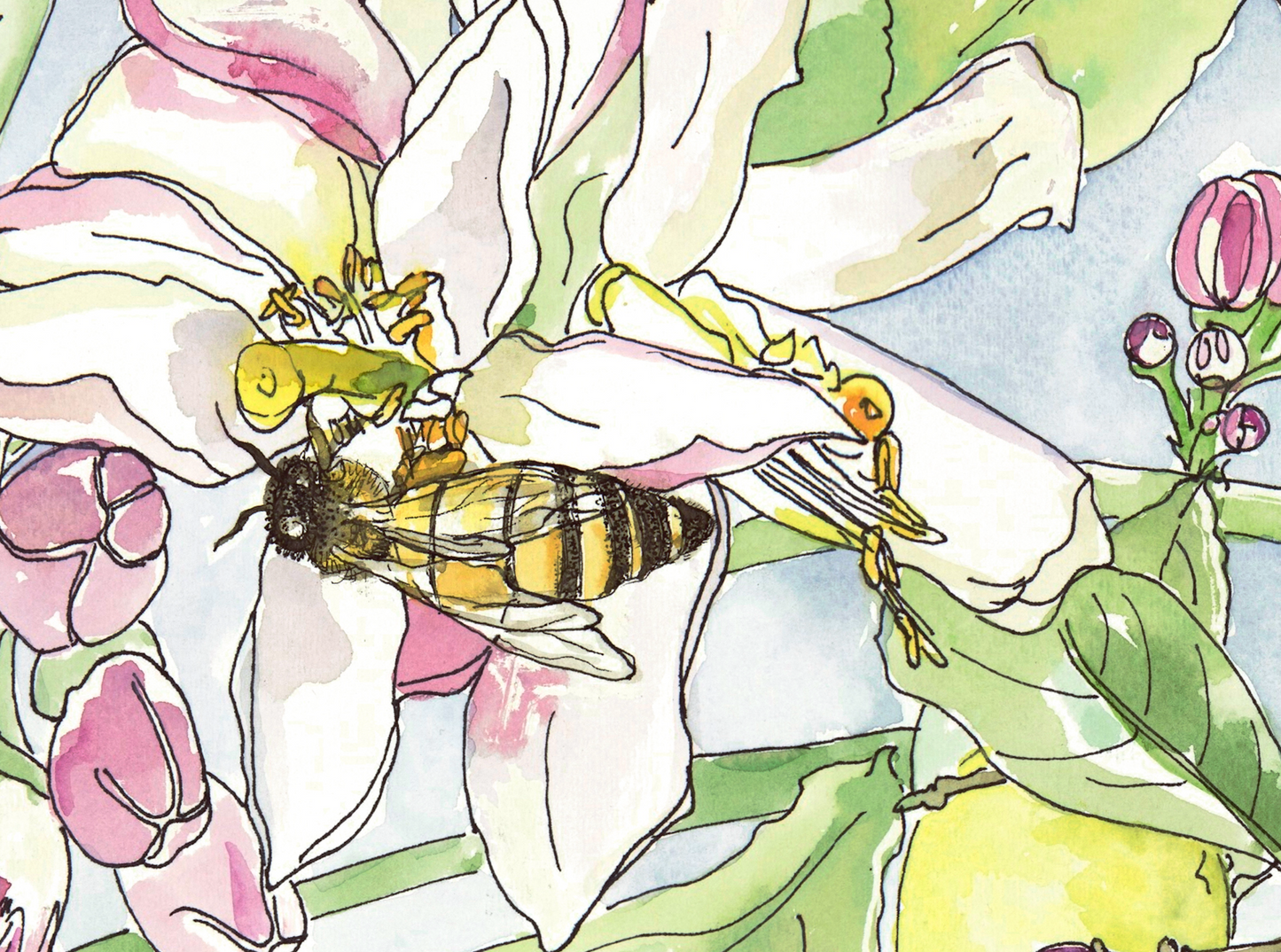 Meyer Lemon Blossom Floral Print