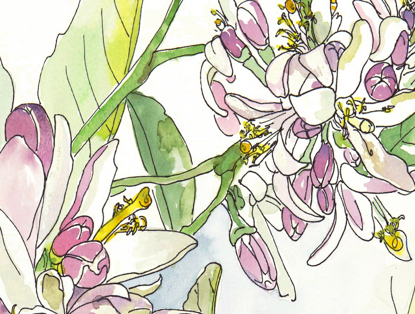 Meyer Lemon Blossom Floral Print