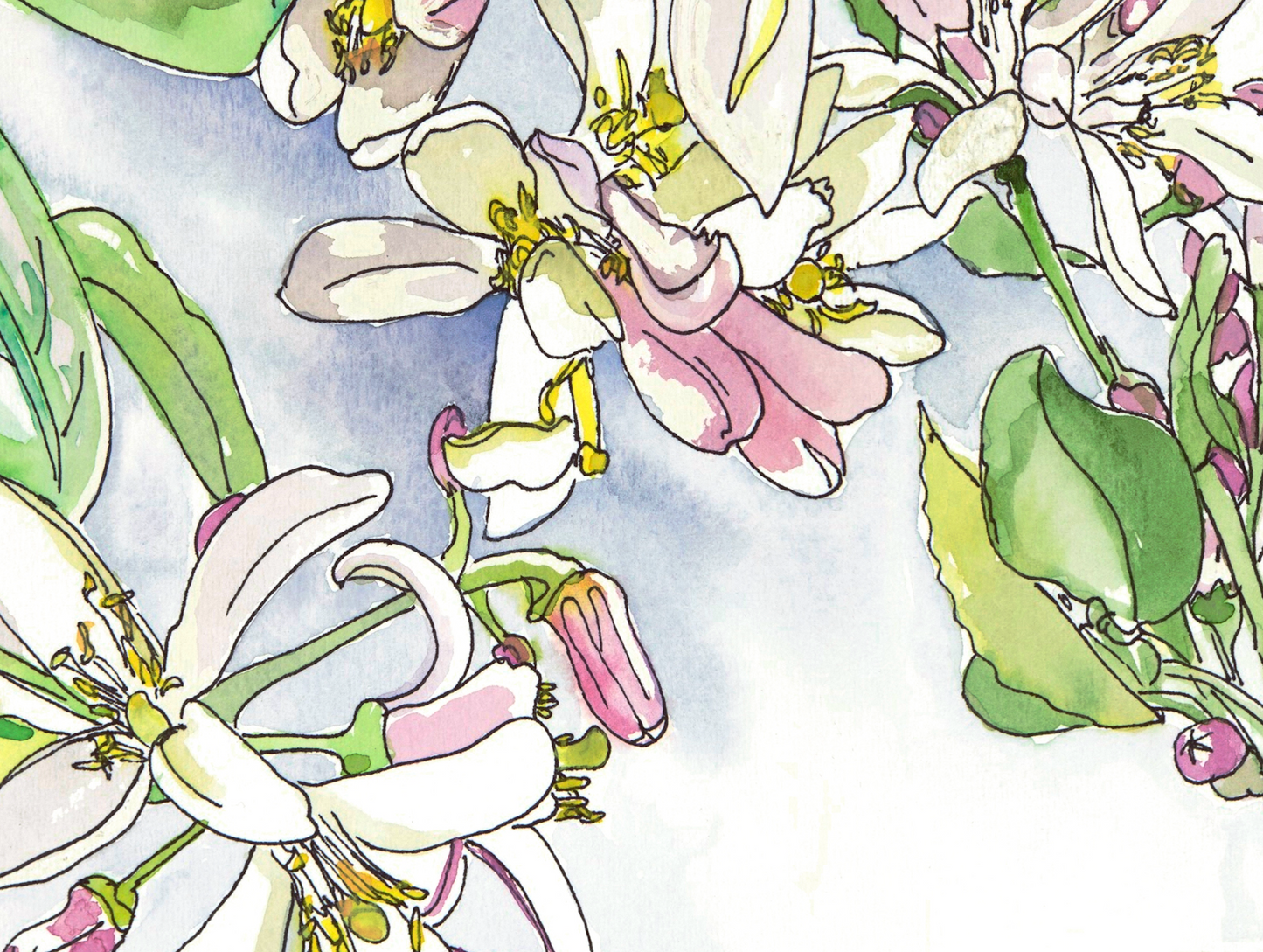 Meyer Lemon Blossom Floral Print