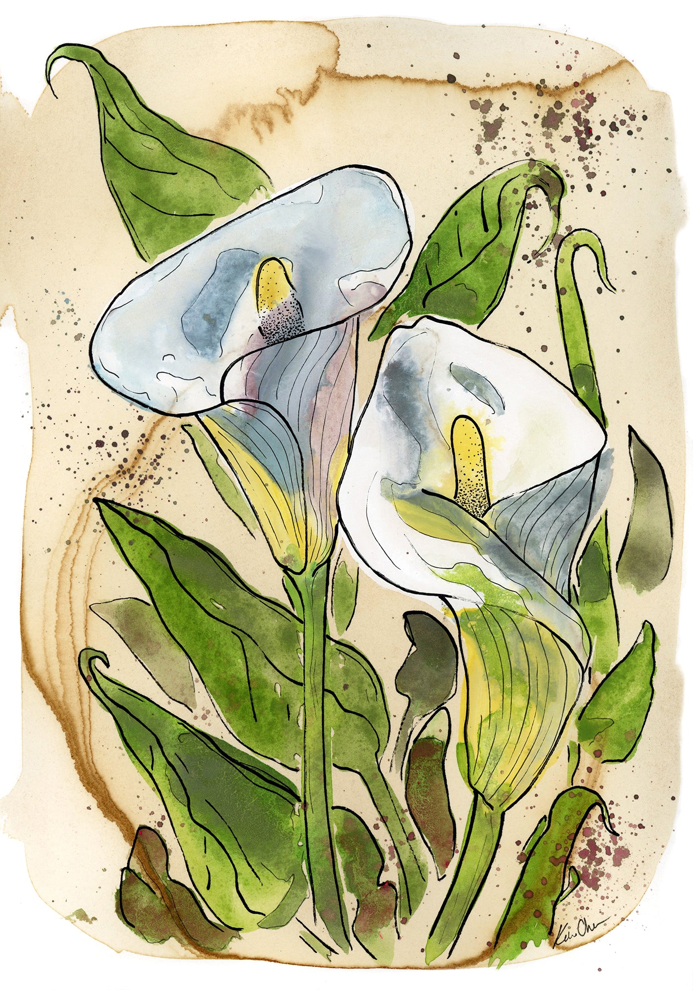 Calla Lilly 2 On Coffee Stained Paper