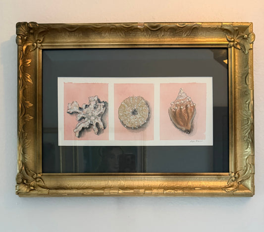 Shell Triptych