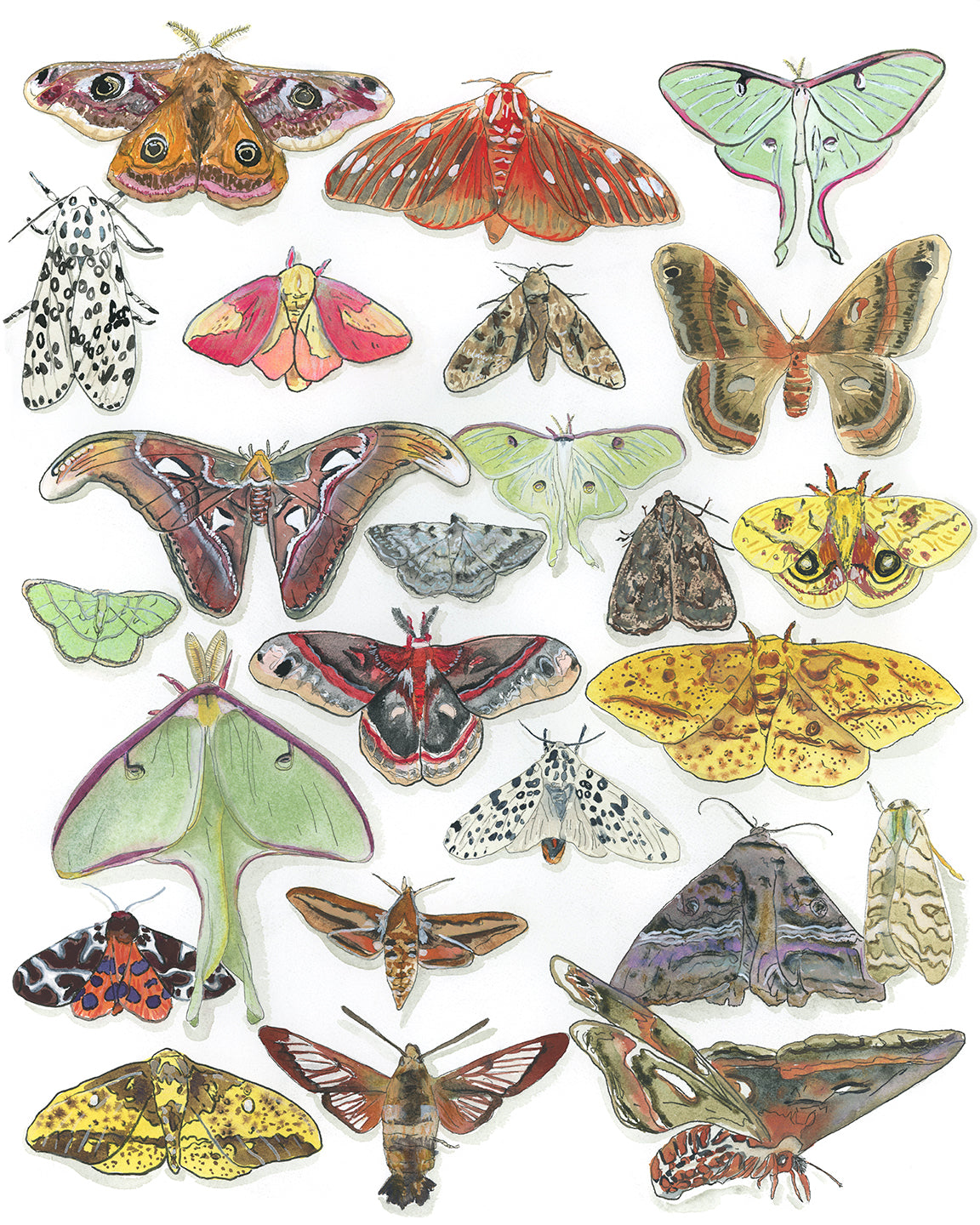 Moth Paper Print