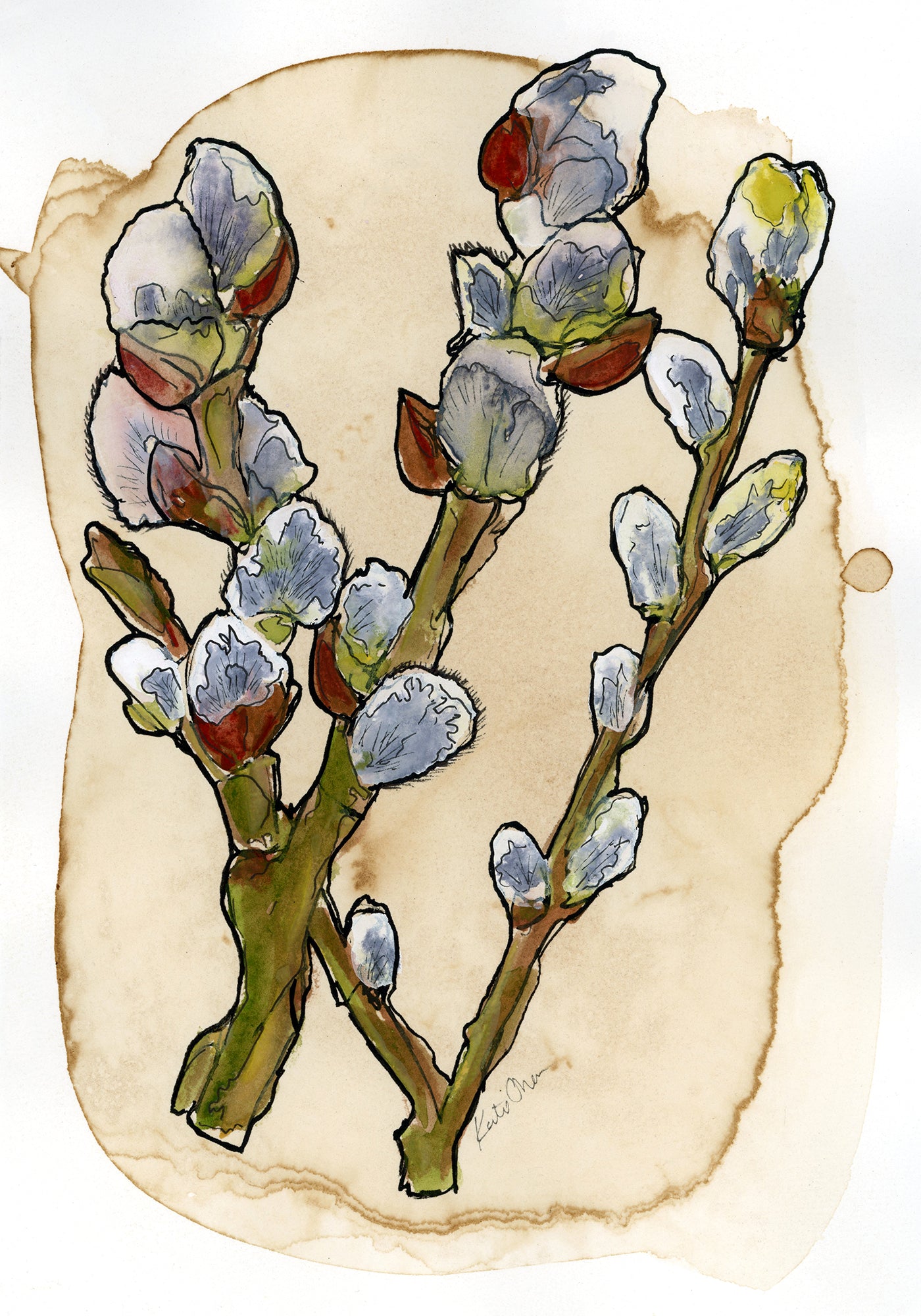 Pussy Willow On Coffee Stained Paper