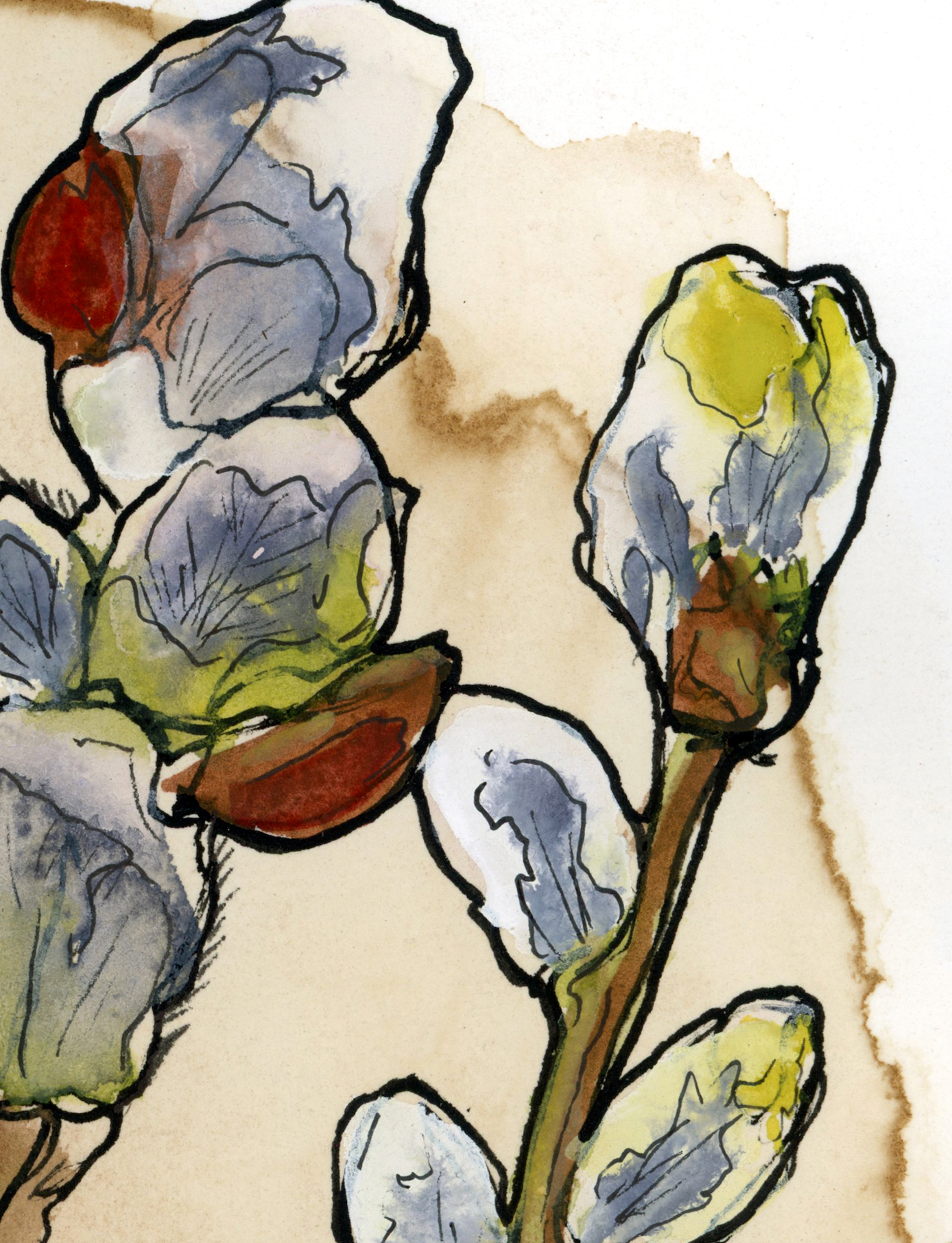 Pussy Willow On Coffee Stained Paper
