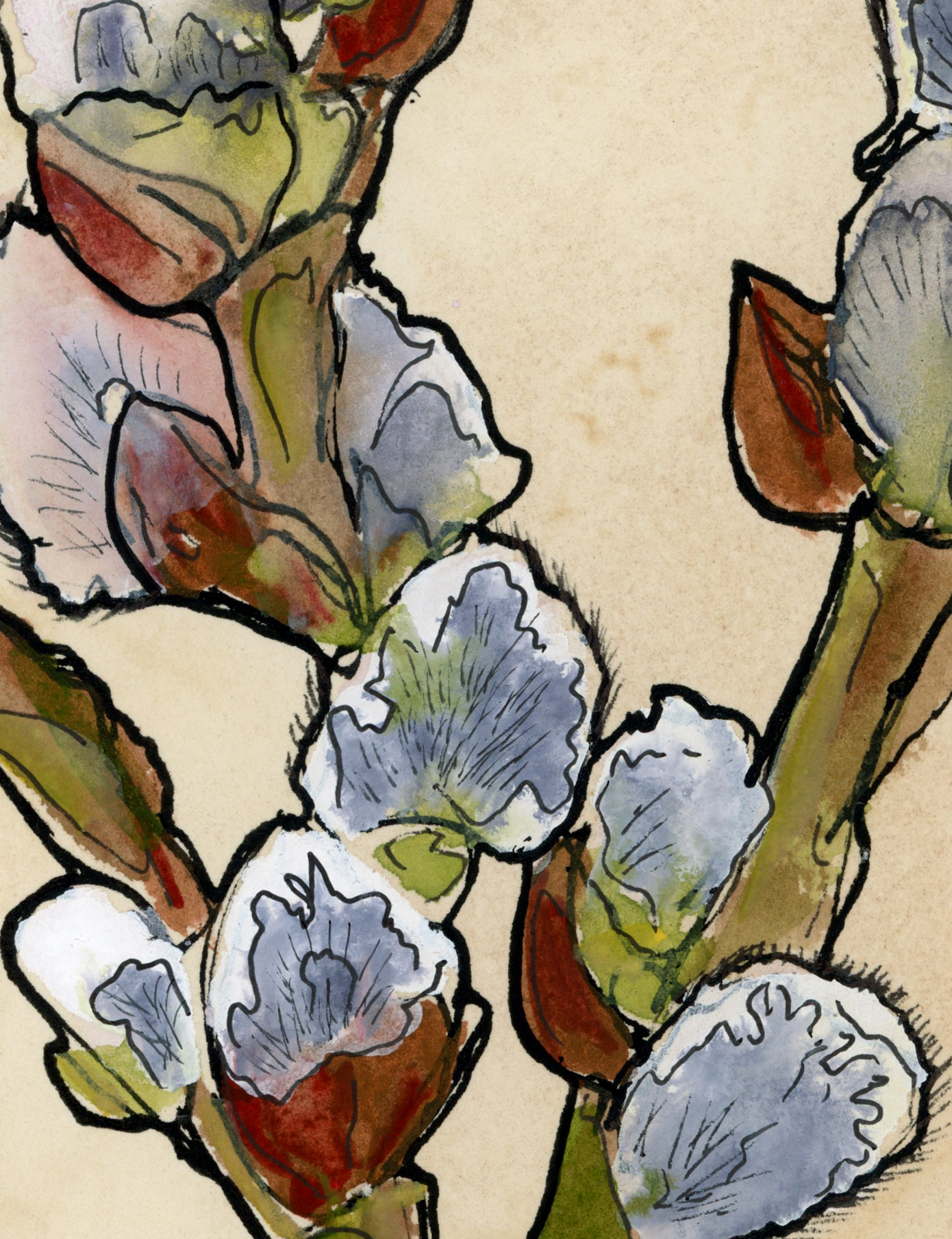 Pussy Willow On Coffee Stained Paper