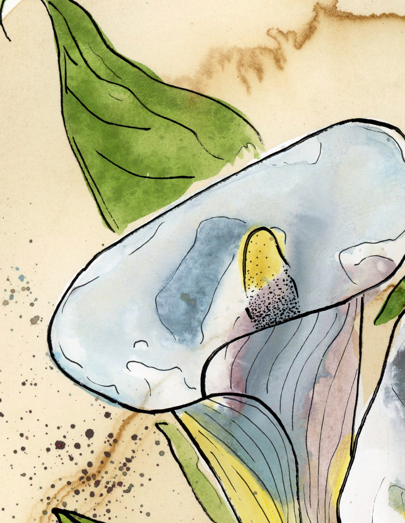Calla Lilly 2 On Coffee Stained Paper