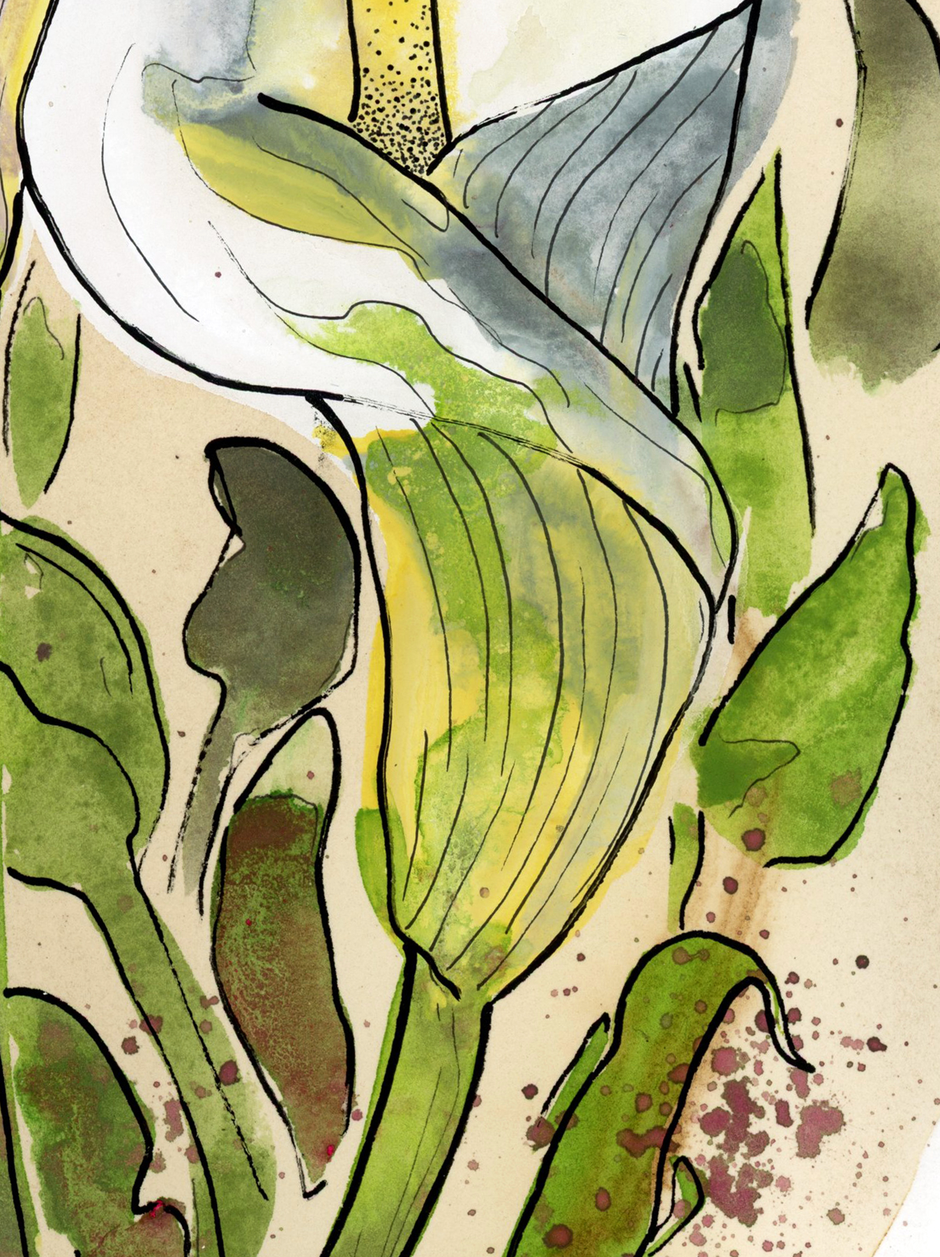 Calla Lilly 2 On Coffee Stained Paper