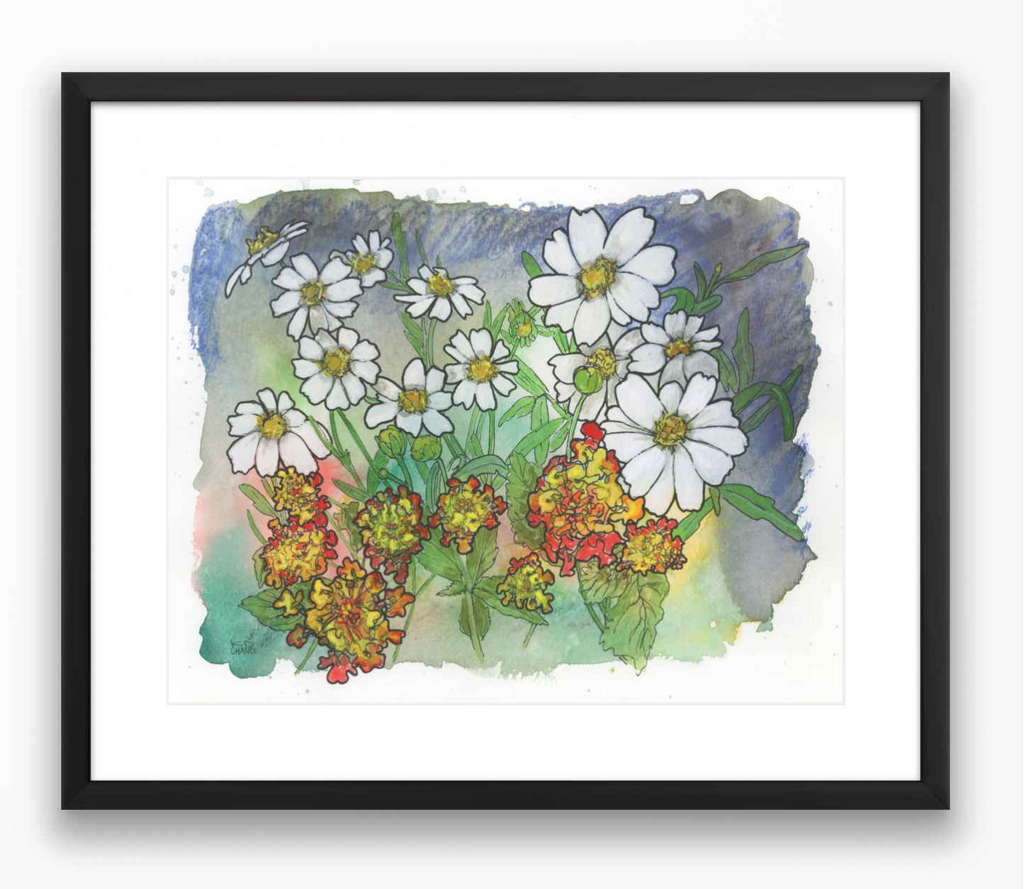 Texas White Daisy and Lantana