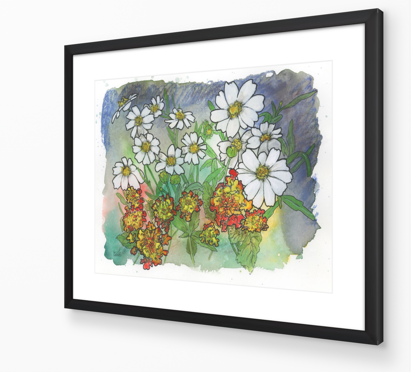 Texas White Daisy and Lantana