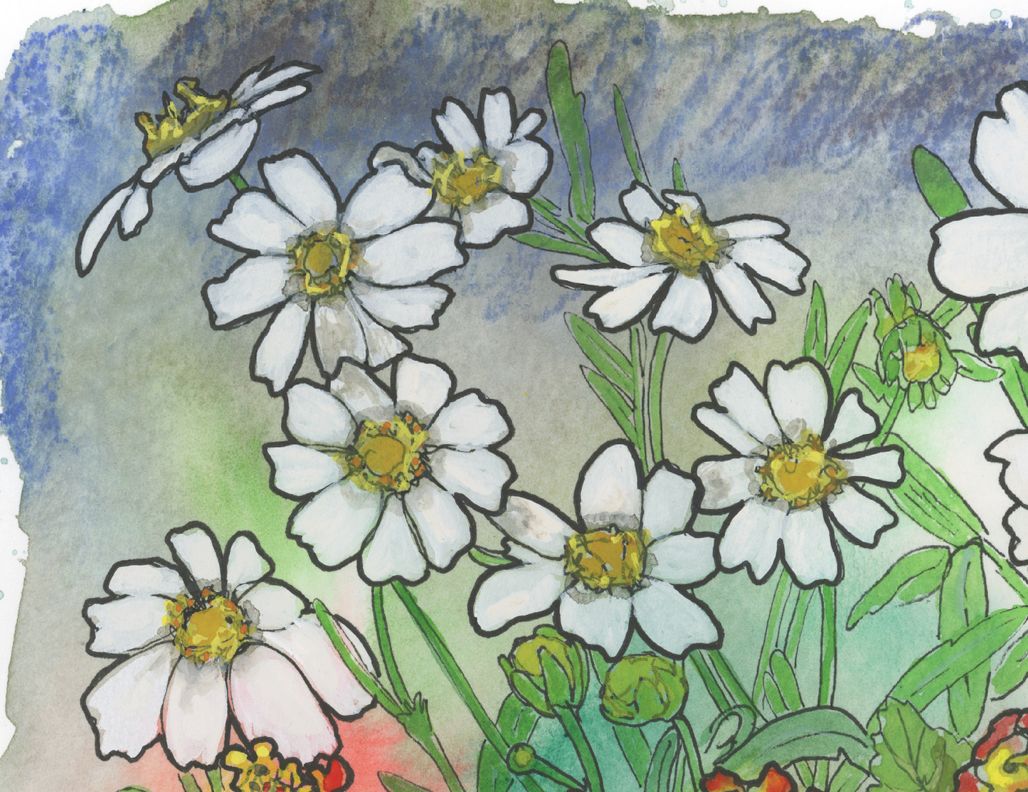 Texas White Daisy and Lantana