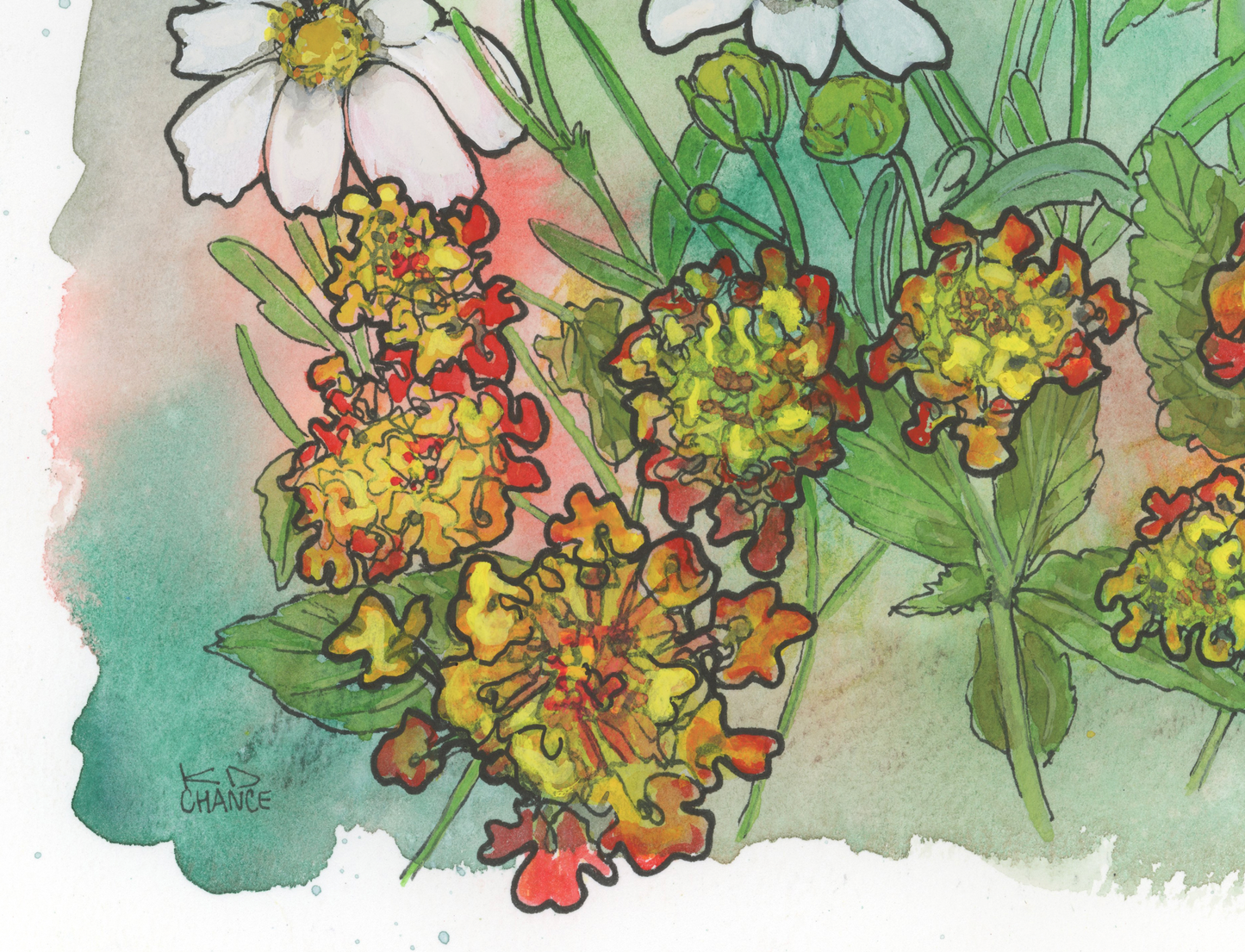 Texas White Daisy and Lantana