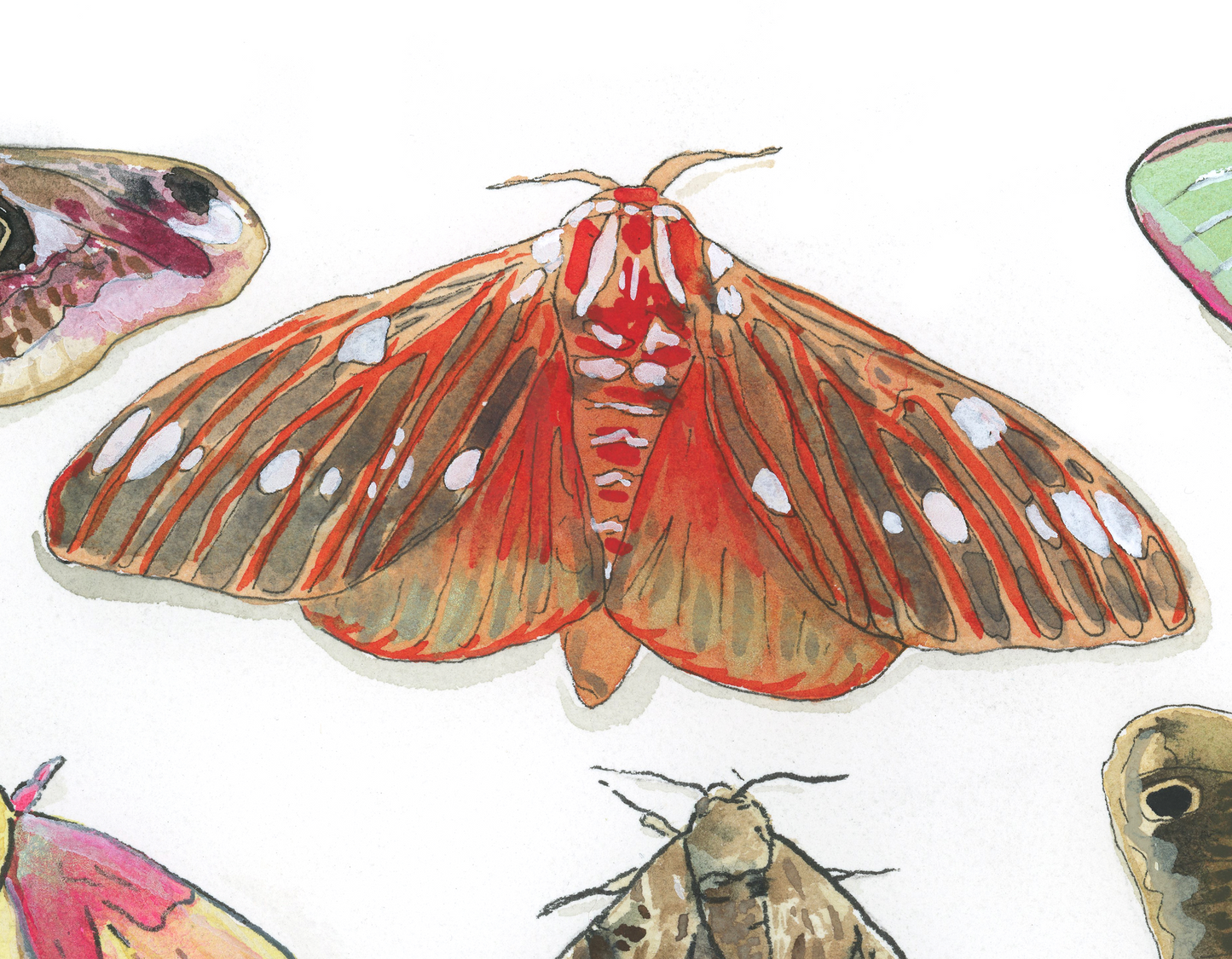 Moth Paper Print