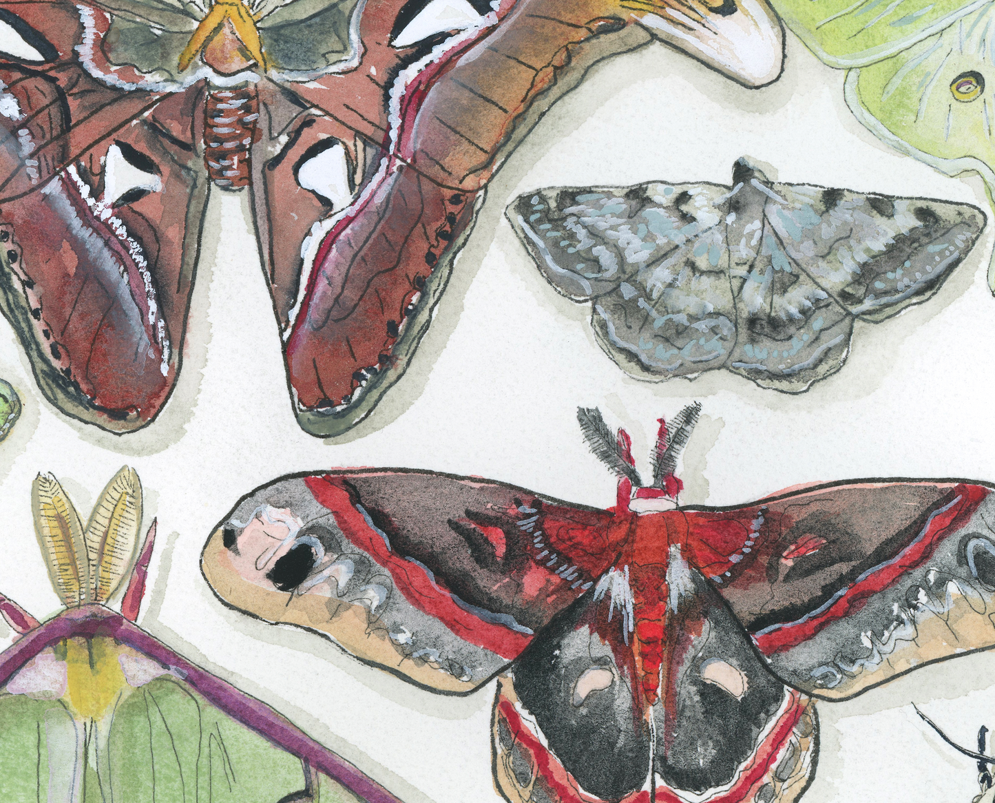 Moth Paper Print