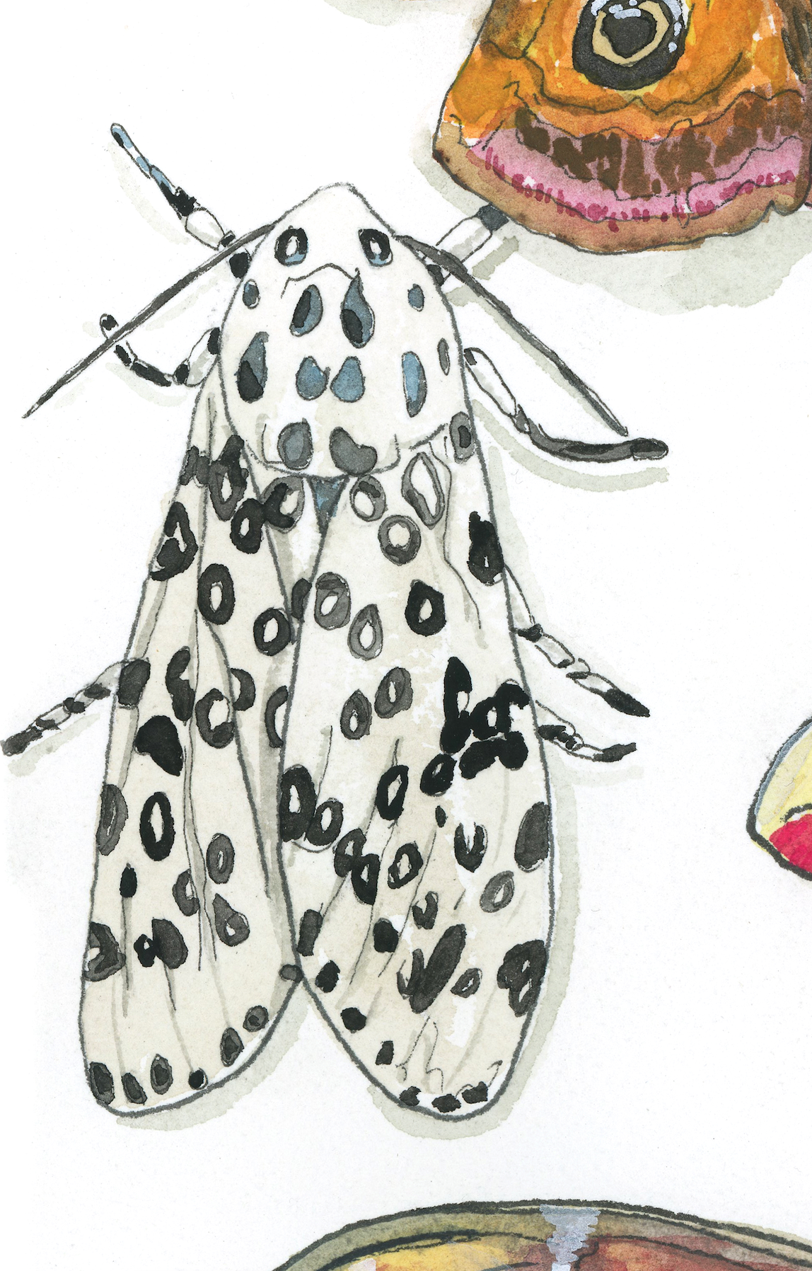 Moth Paper Print