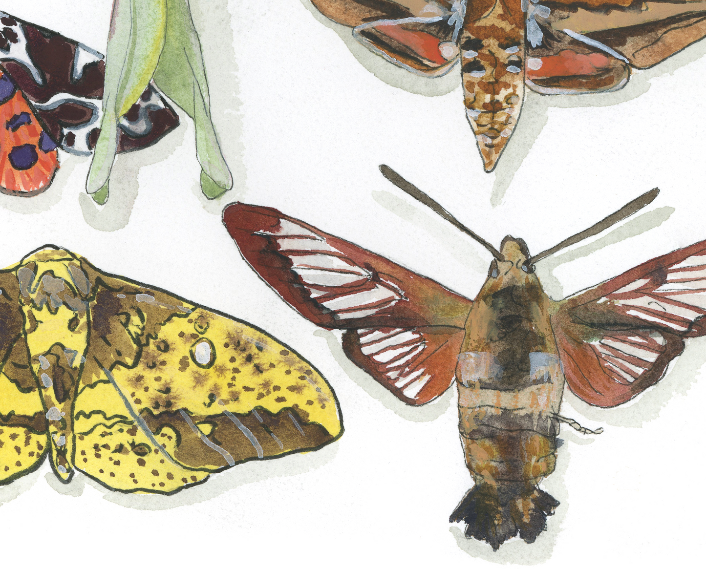 Moth Paper Print
