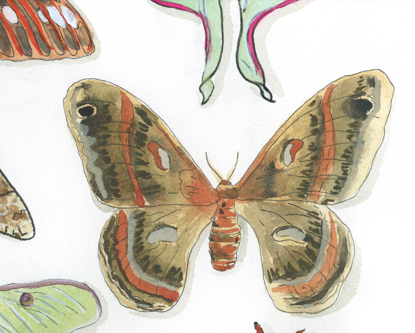 Moth Paper Print