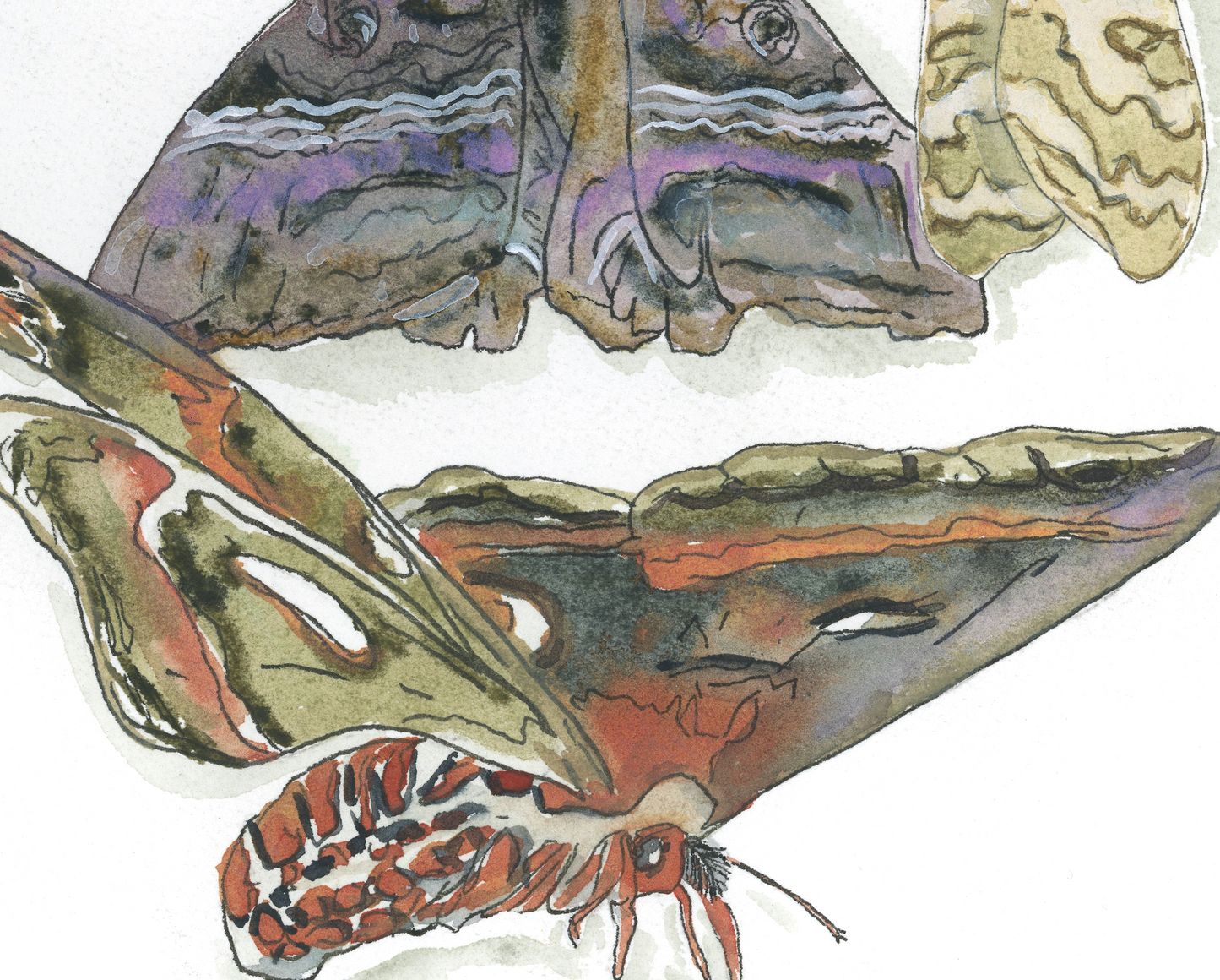 Moth Paper Print