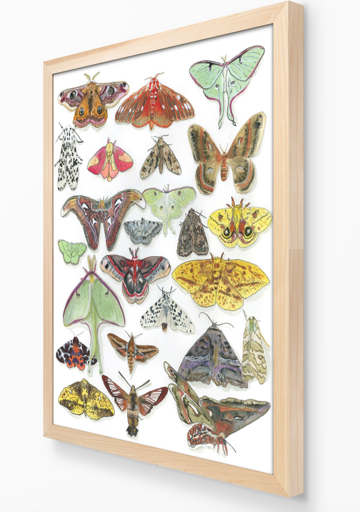 Moth Paper Print