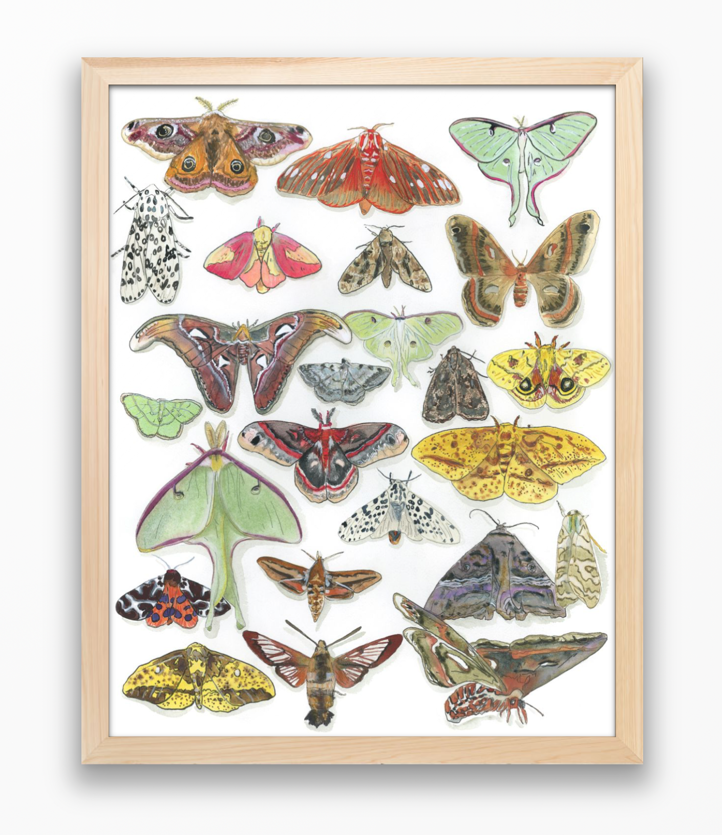 Moth Paper Print