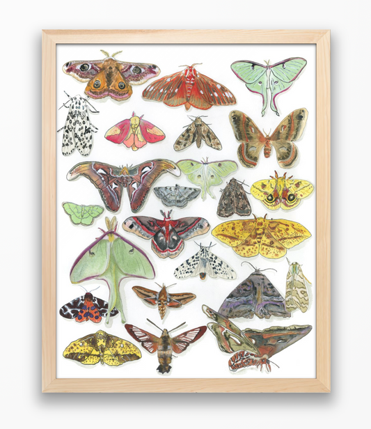 Moth Paper Print