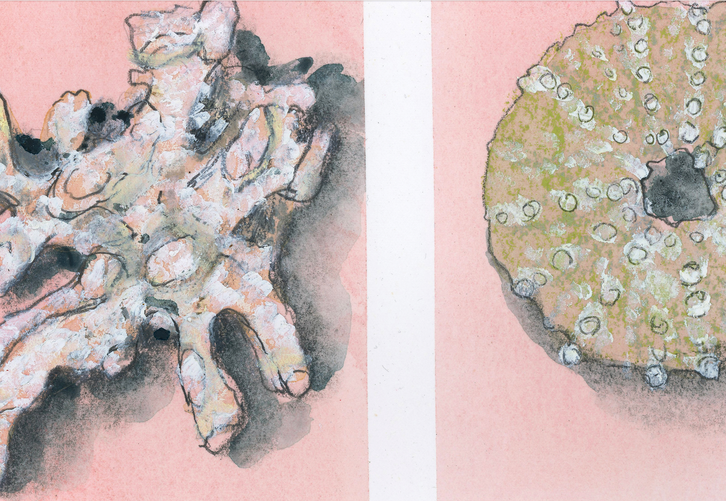 Shell Triptych