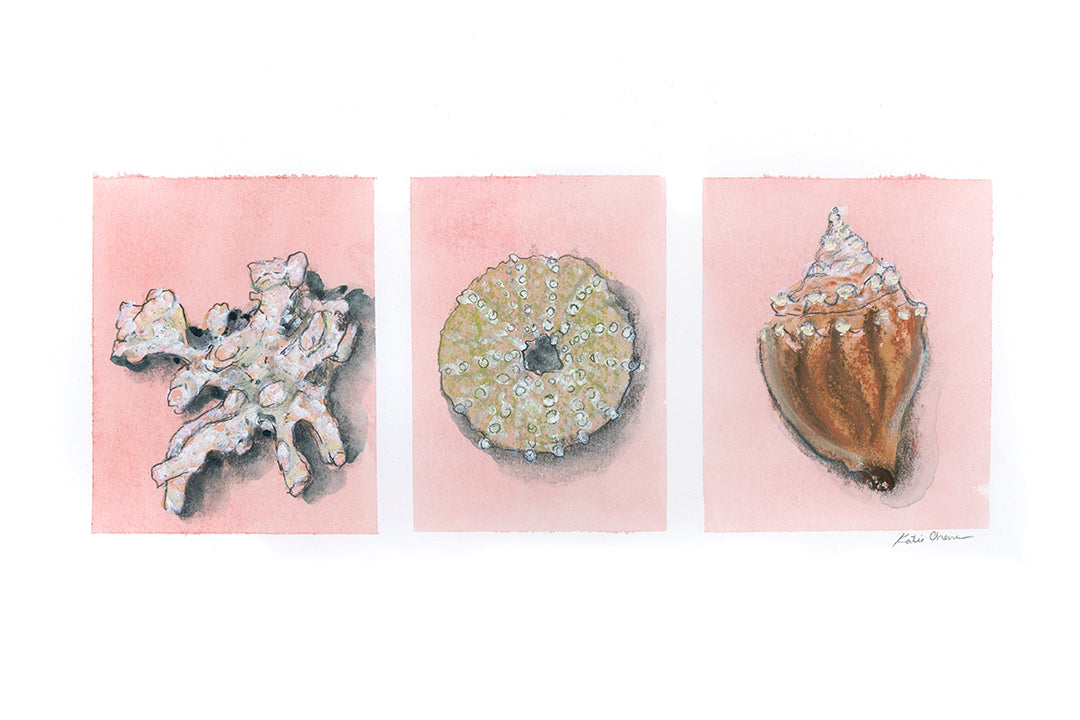 Shell Triptych
