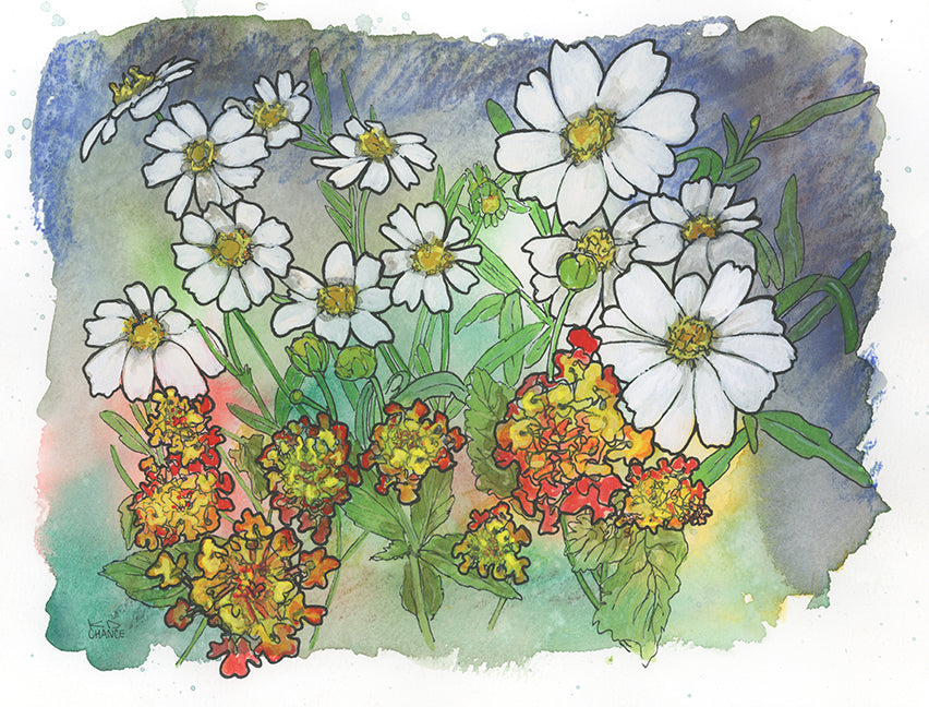 Texas White Daisy and Lantana