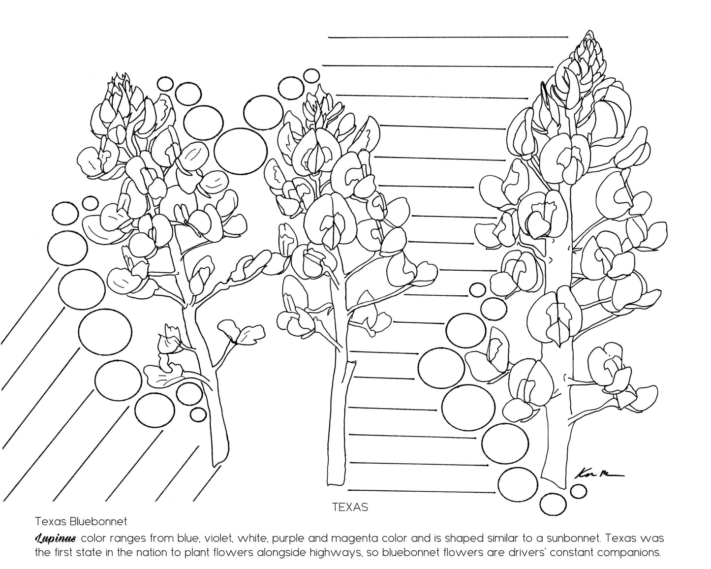 The State Flowers Coloring Book